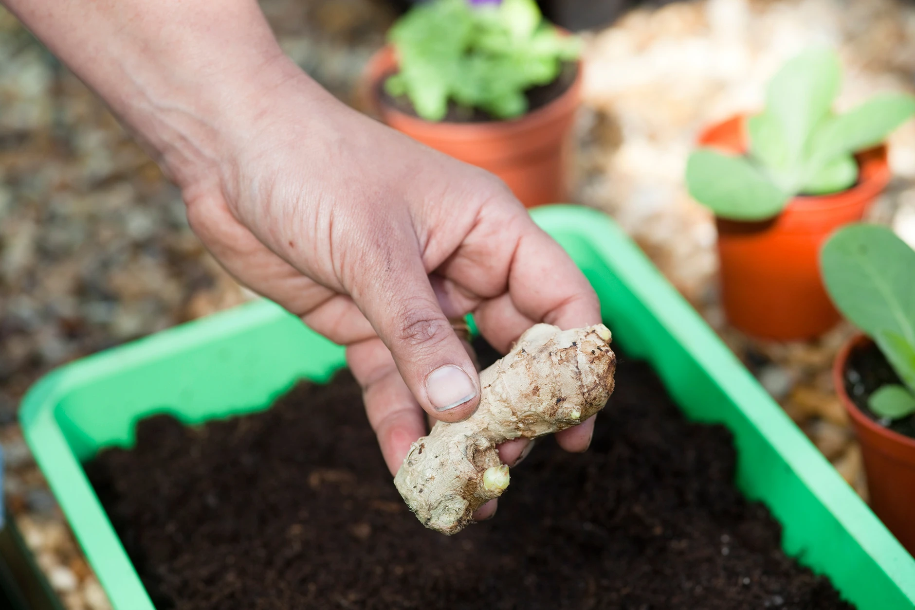 How to Grow Fresh Ginger at Home: A Step-by-Step Guide