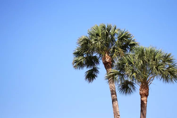 8 Coastal-Friendly Plants That Flourish in Salty Air